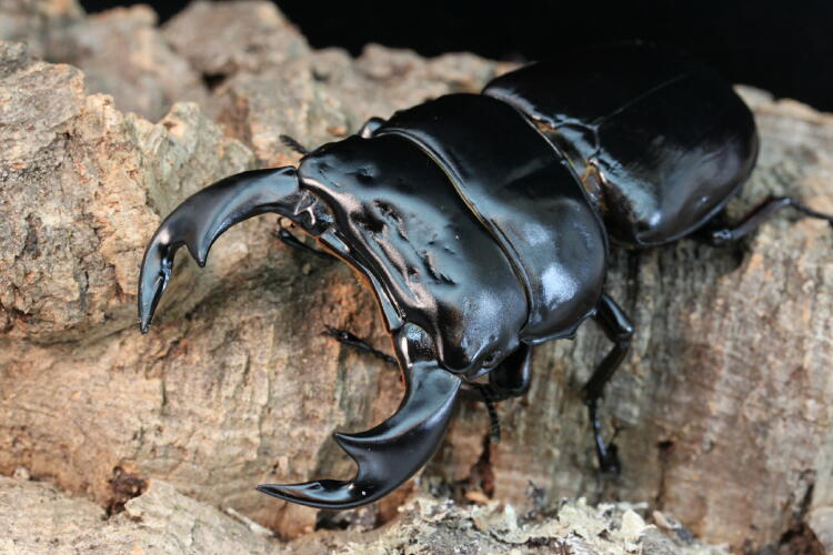 アンタエウスオオクワガタの画像