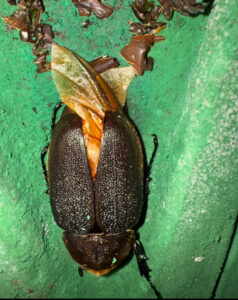 羽化不全ヘラクレスオオカブトのメス個体