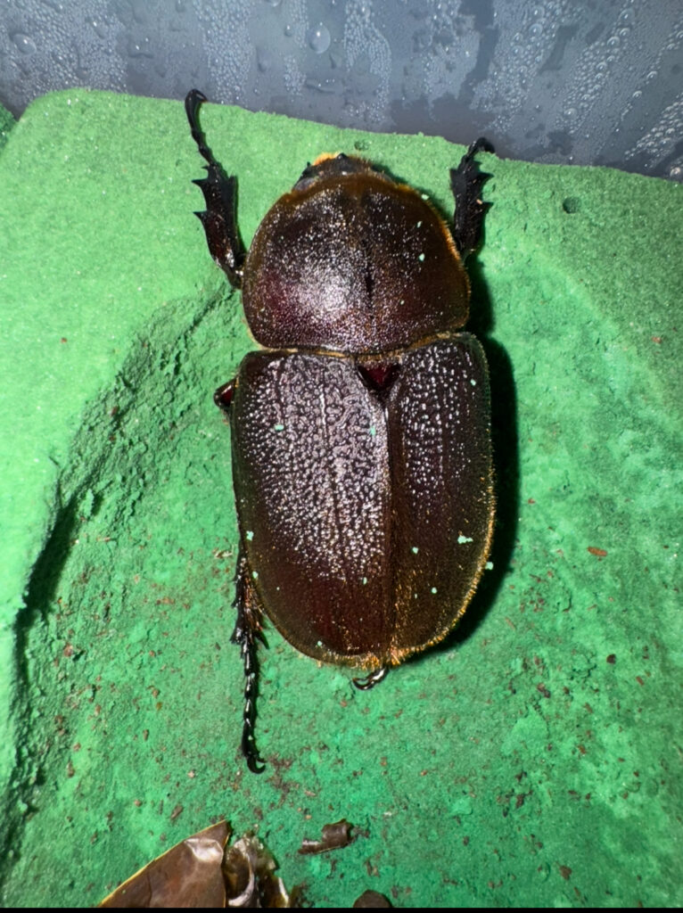 ヘラクレスオオカブトメスの画像