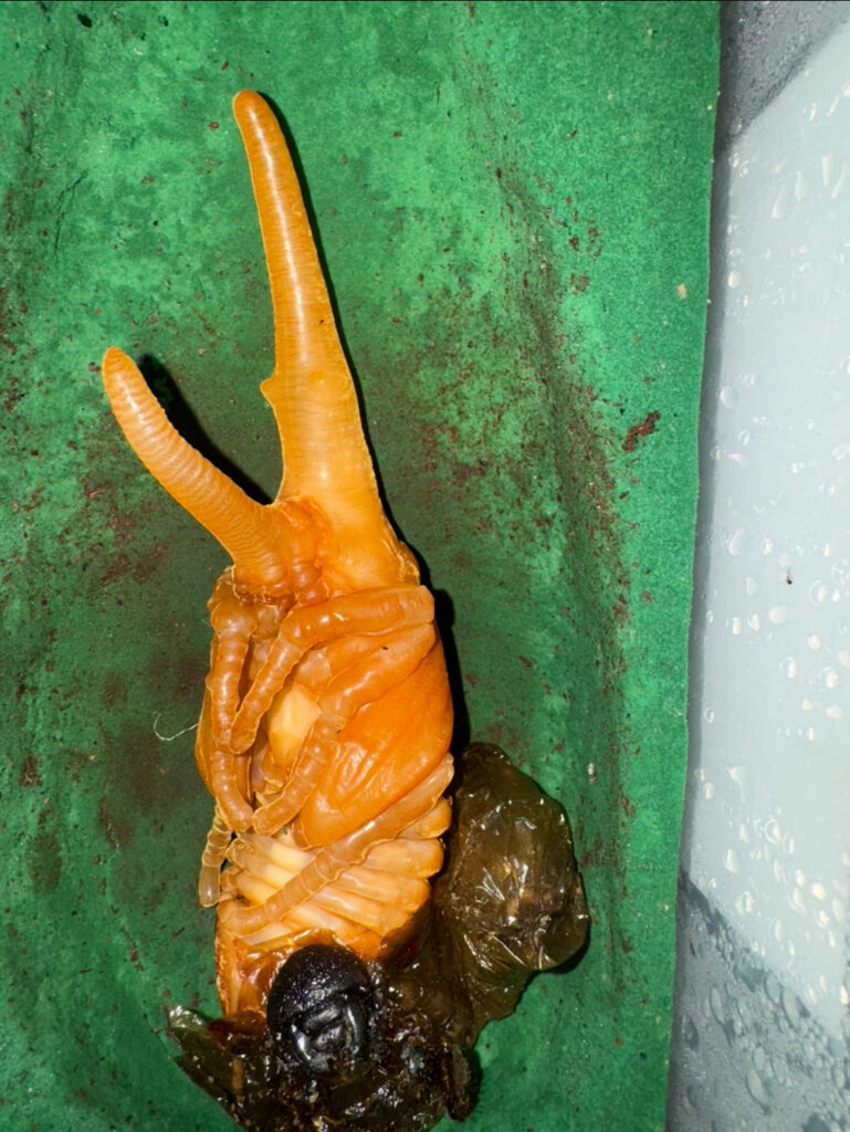 ヘラクレスオオカブトのメス