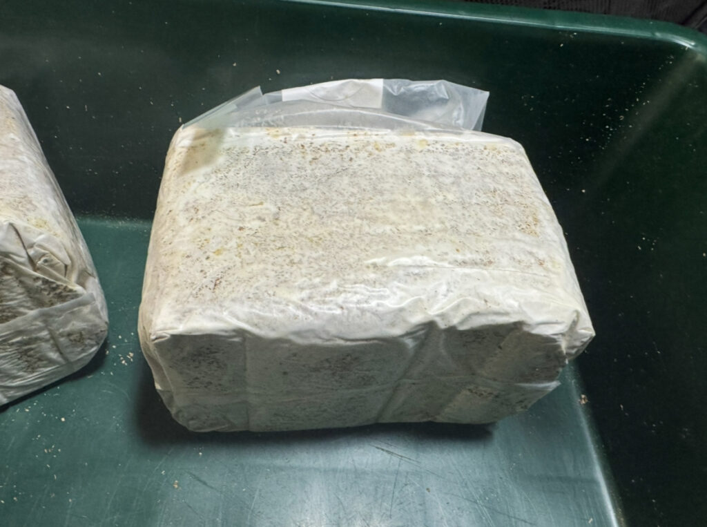 DDAのZERO-ONE菌糸