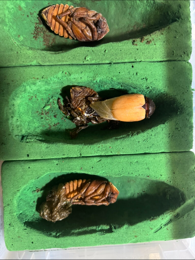 ヘラクレスオオカブトメスの羽化