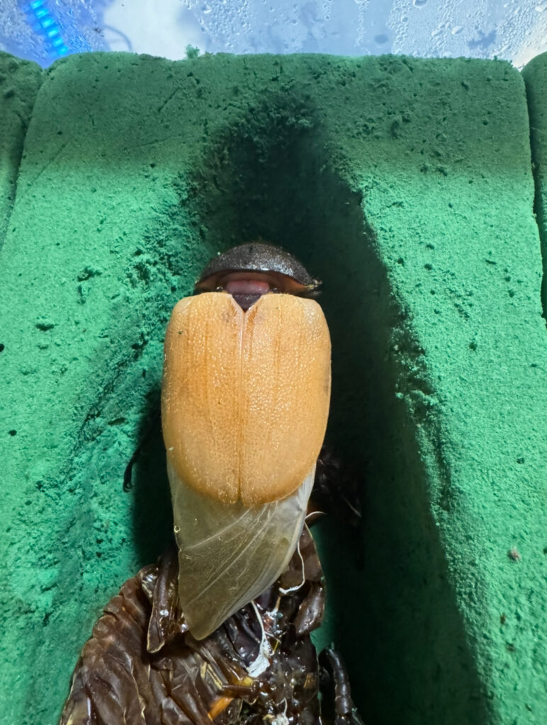 羽化したてのヘラクレスオオカブトのメス