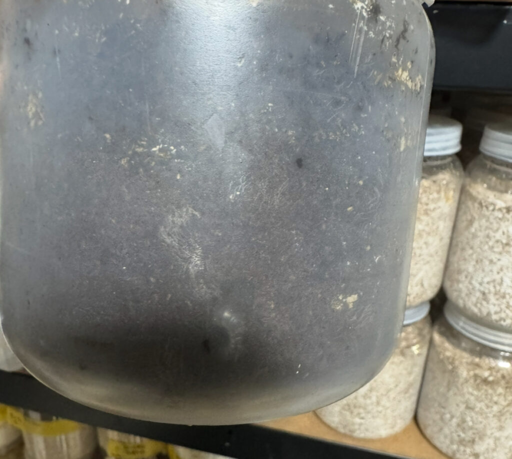 土に入ったアンタエウスオオクワガタ幼虫