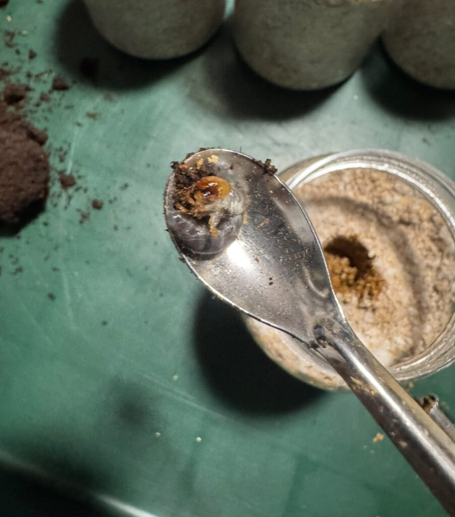 アンタエウスオオクワガタの幼虫