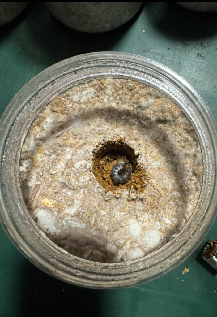 アンタエウスオオクワガタの幼虫