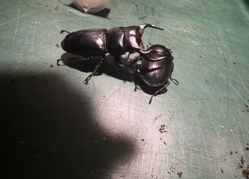 アンタエウスオオクワガタのペアリング