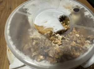 食い破られた菌糸瓶