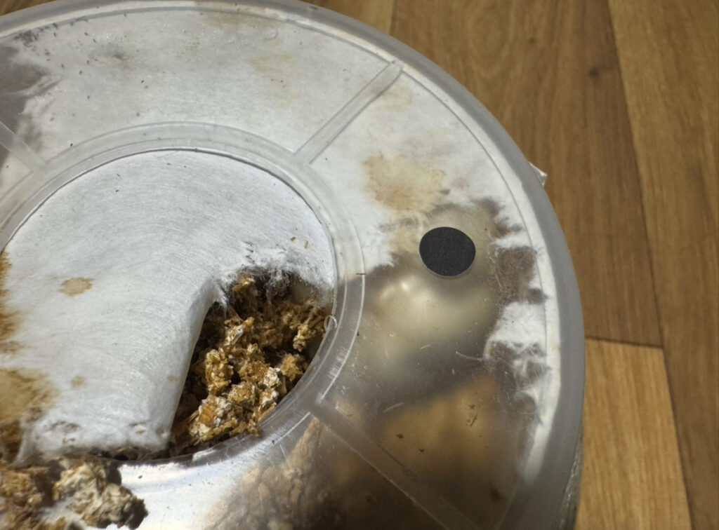 食い破られた菌糸瓶