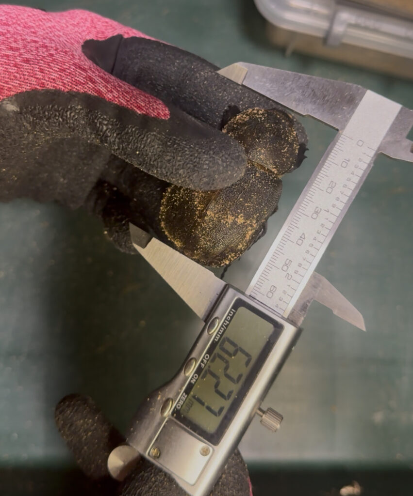 ヘラクレスオオカブトメス62ミリ