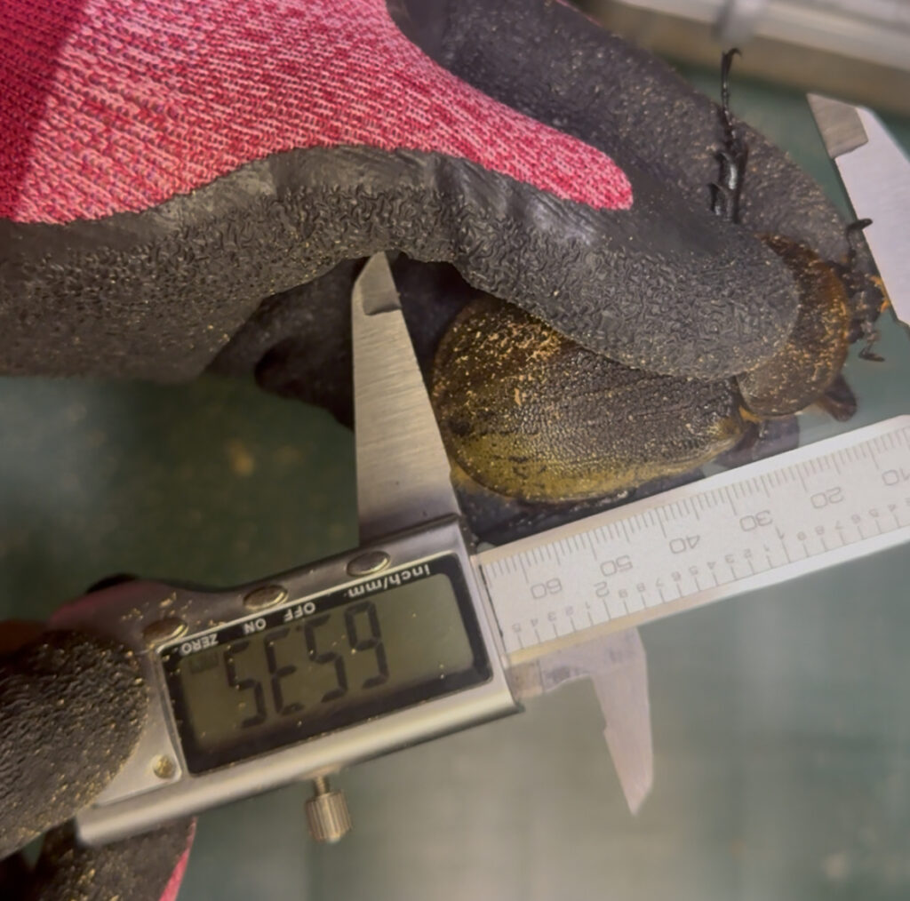 ヘラクレスオオカブトメス65ミリ