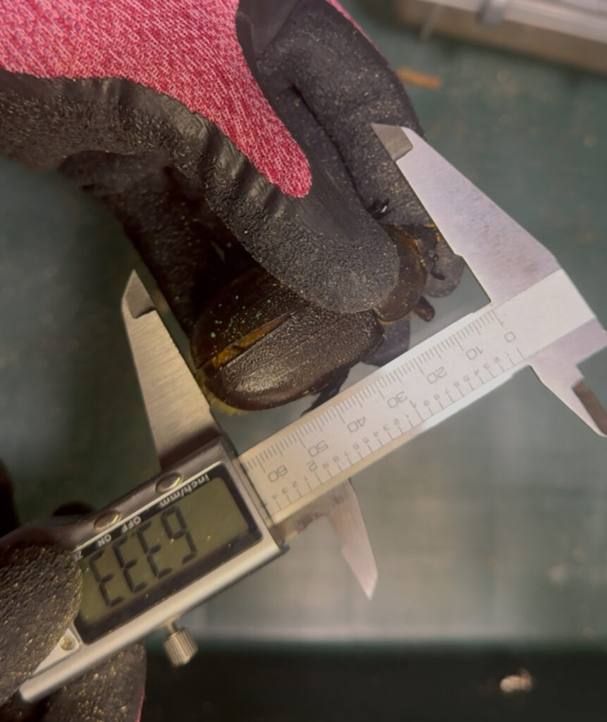 ヘラクレスオオカブトメス６３ミリ