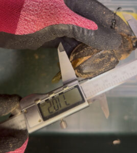 ヘラクレスオオカブトメス７２ミリ