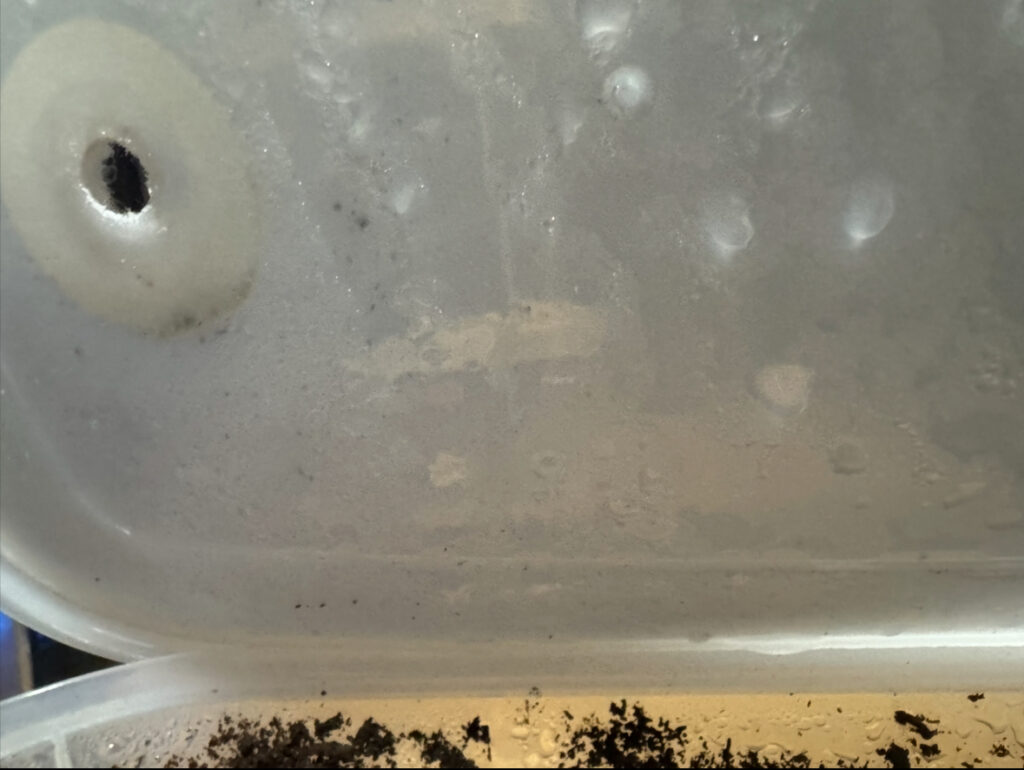 幼虫ケースの蓋