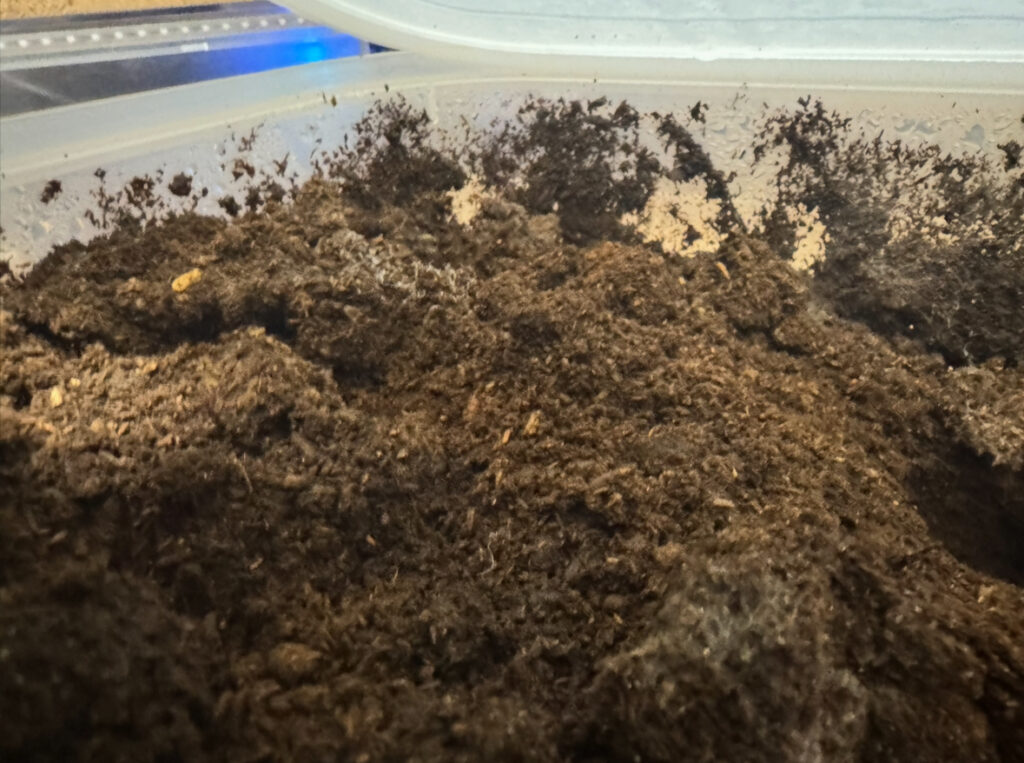 幼虫ケースの土