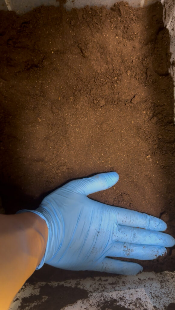 産卵セット2層目