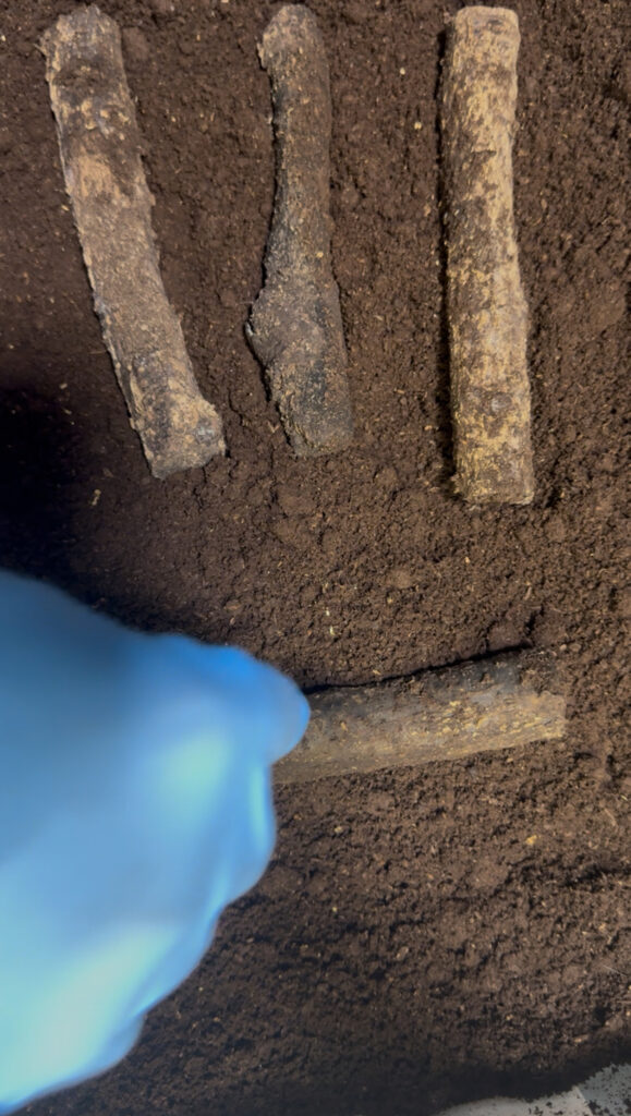 産卵セット完成