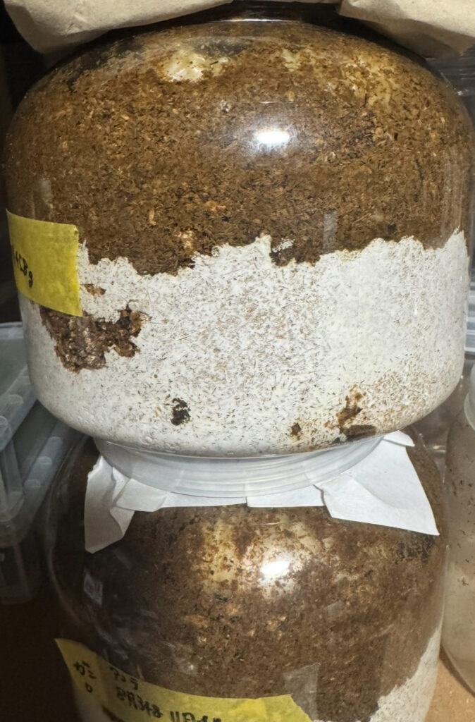 アンテの入った菌糸３