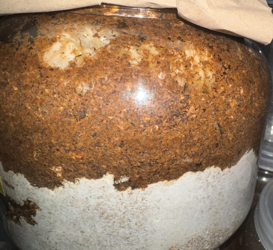 アンテの入った菌糸２