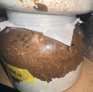 アンテの入った菌糸１