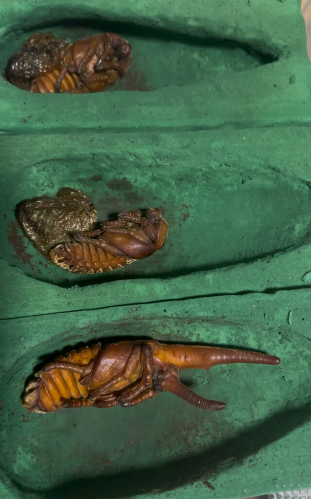 ヘラクレスオオカブトのサナギたち