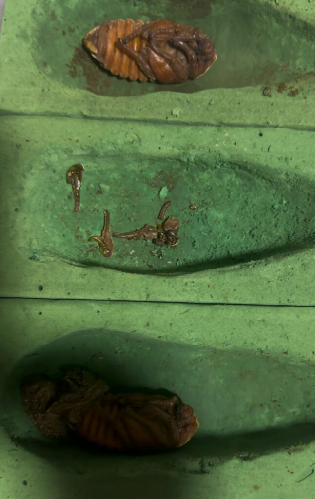 ヘラクレスオオカブトのサナギ ２