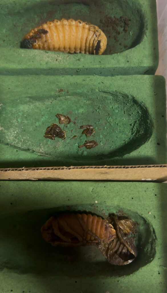 ヘラクレスオオカブトのサナギ３