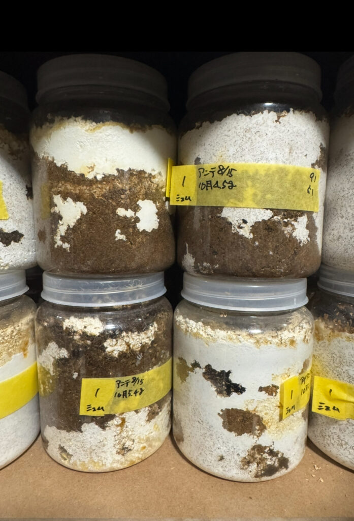 アンタエウスオオクワガタの菌糸瓶４