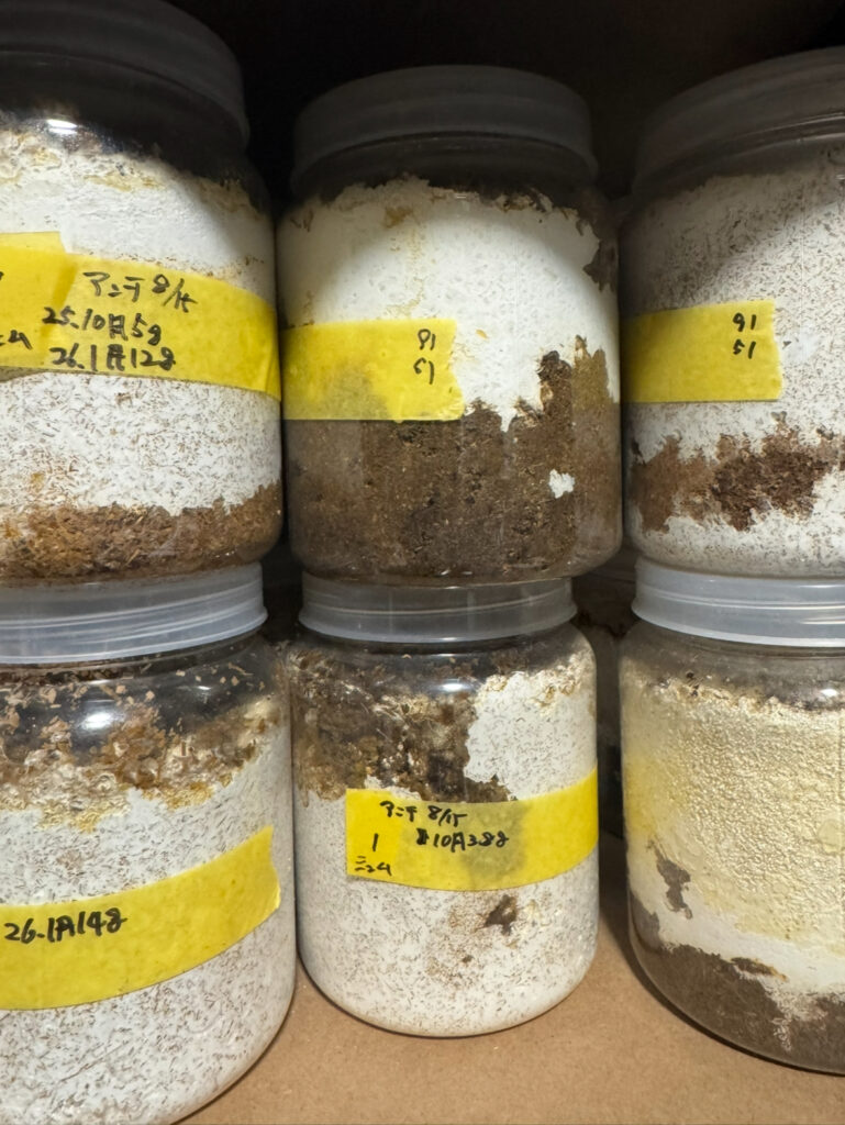 アンタエウスオオクワガタの 菌糸瓶３