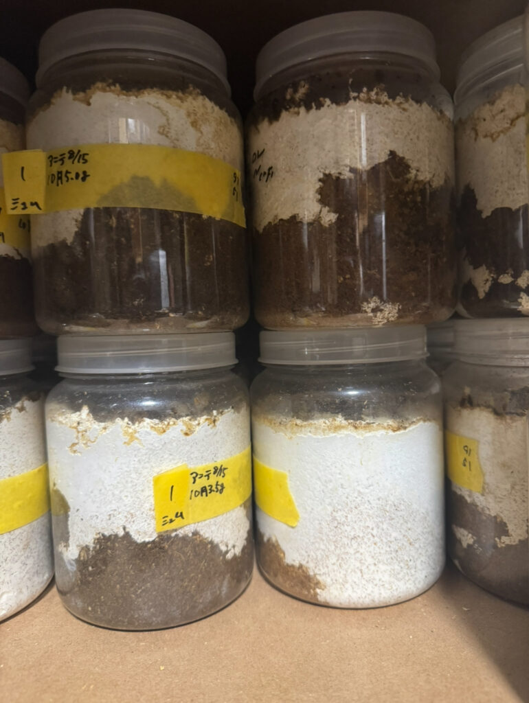 アンタエウスオオクワガタの禁止瓶達１