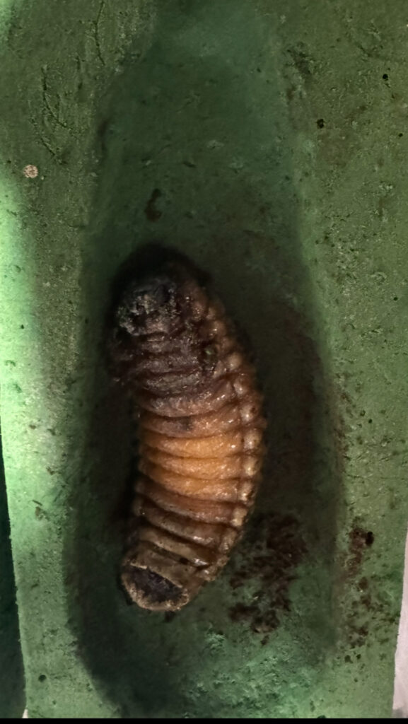 ヘラクレスオオカブトの前蛹幼虫3