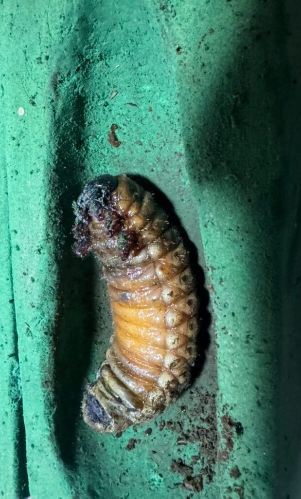 ヘラクレスオオカブトの前蛹幼虫2