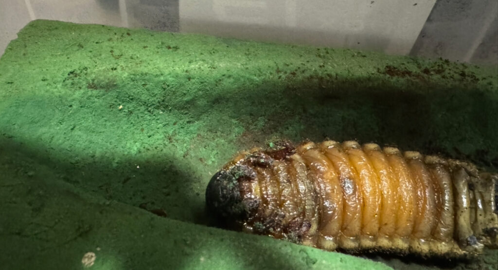 ヘラクレスオオカブトの前蛹幼虫1
