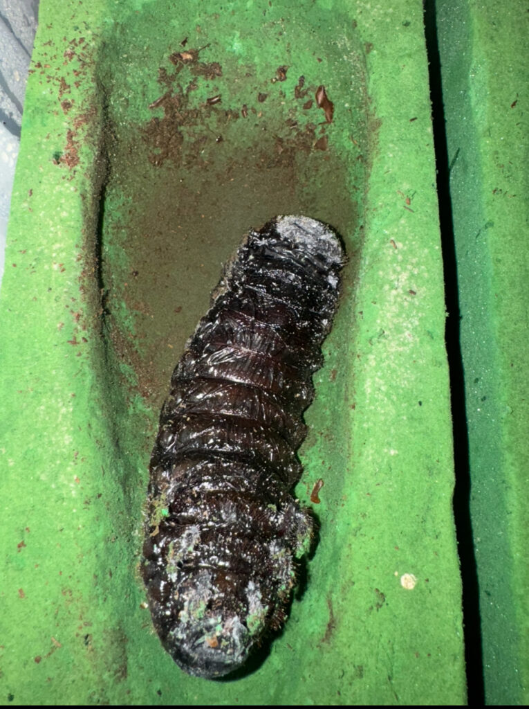 ヘラクレスの幼虫