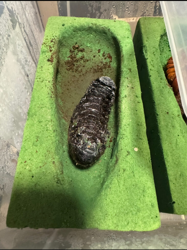 ヘラクレスオオカブトの幼虫