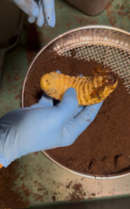 ヘラクレスの幼虫