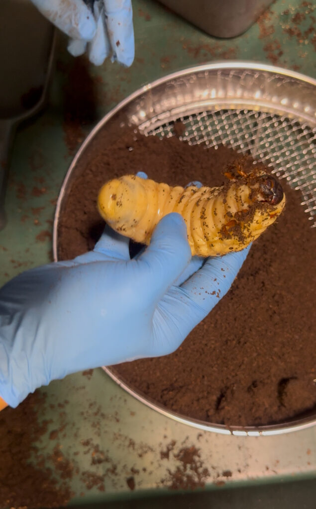 ヘラクレスの幼虫