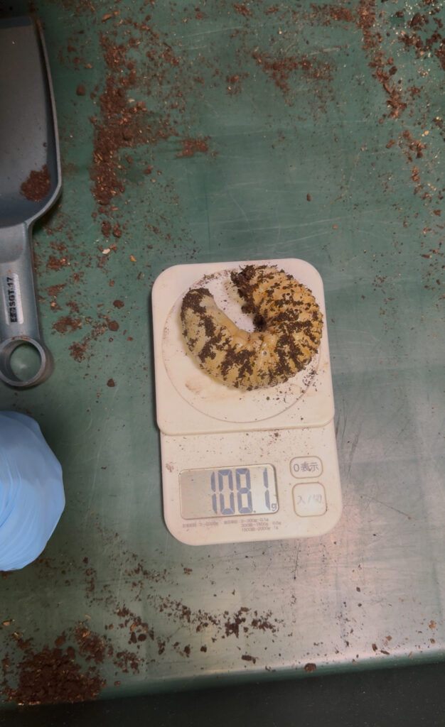 108gの幼虫