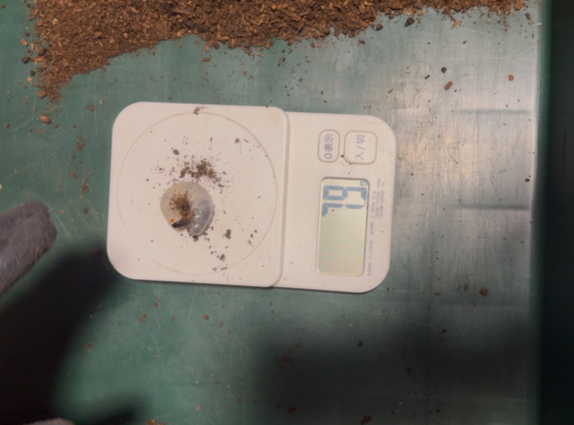 スマトラコーカサスの幼虫５