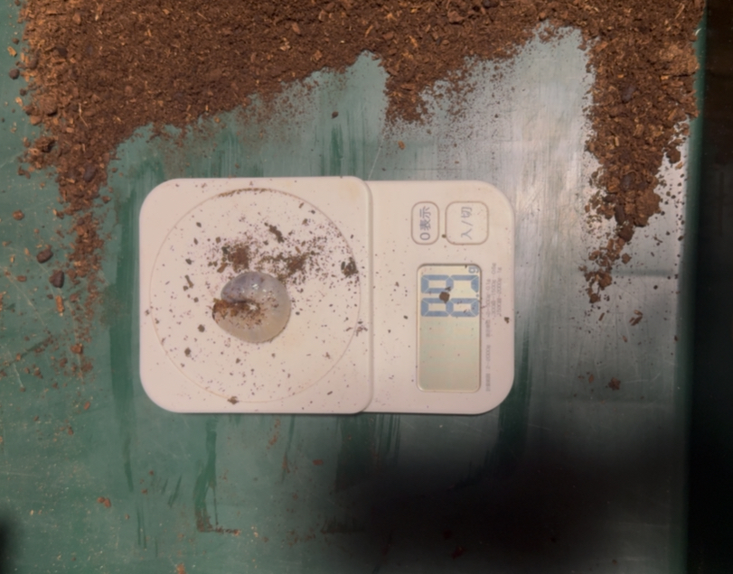 スマトラコーカサスの幼虫４