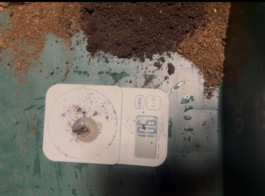 スマトラコーカサスの幼虫２