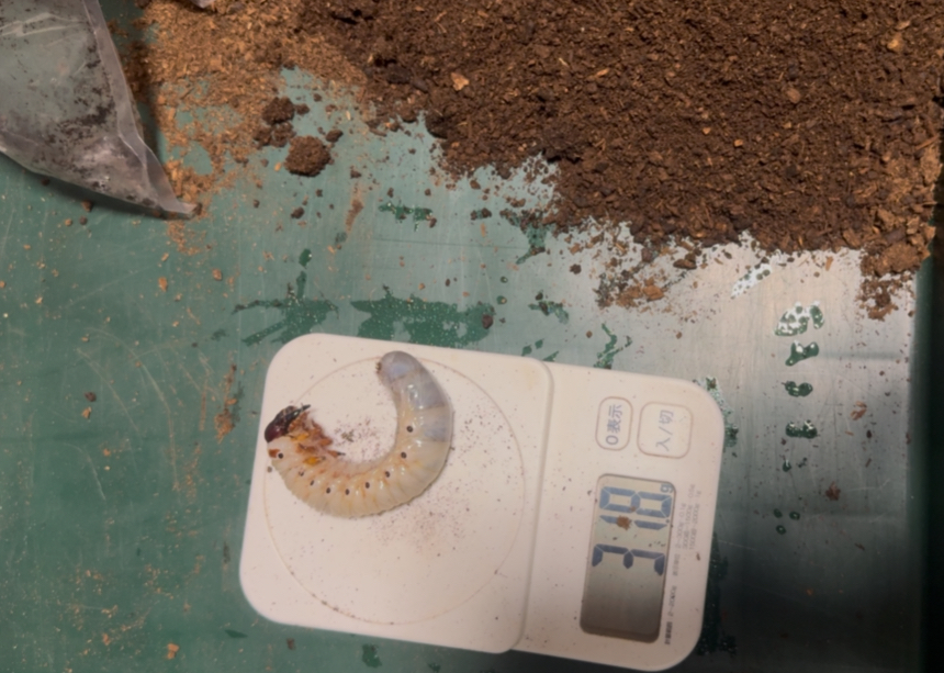 スマトラコーカサスの幼虫１