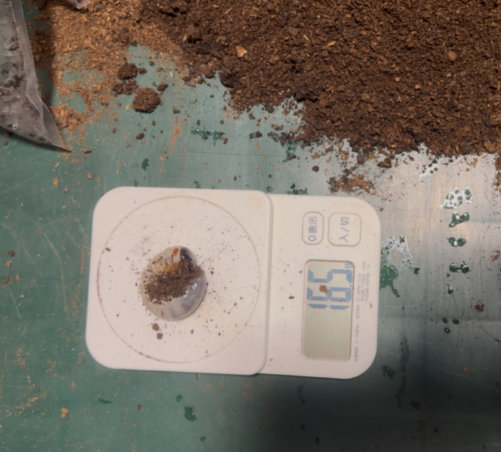 スマトラコーカサスの幼虫２