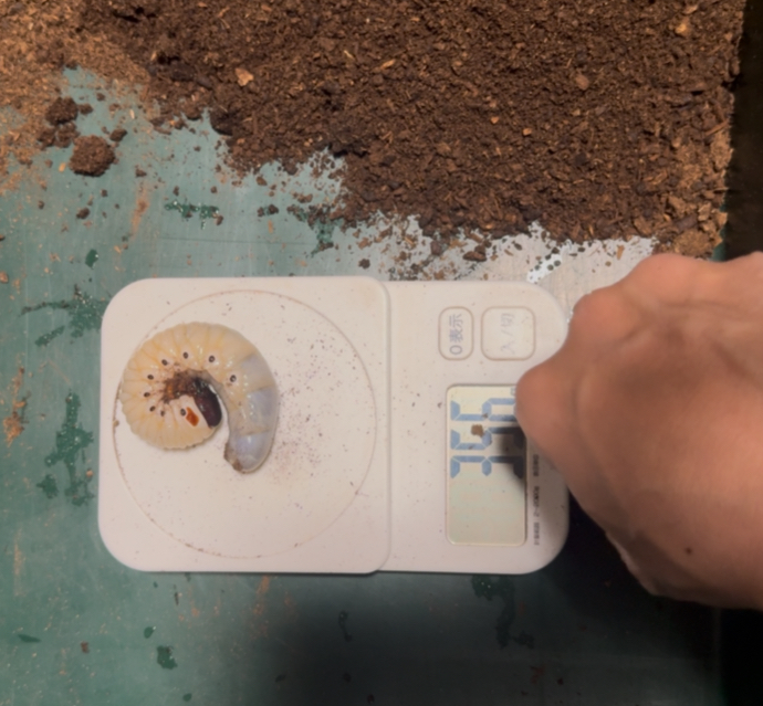 スマトラコーカサスの幼虫３