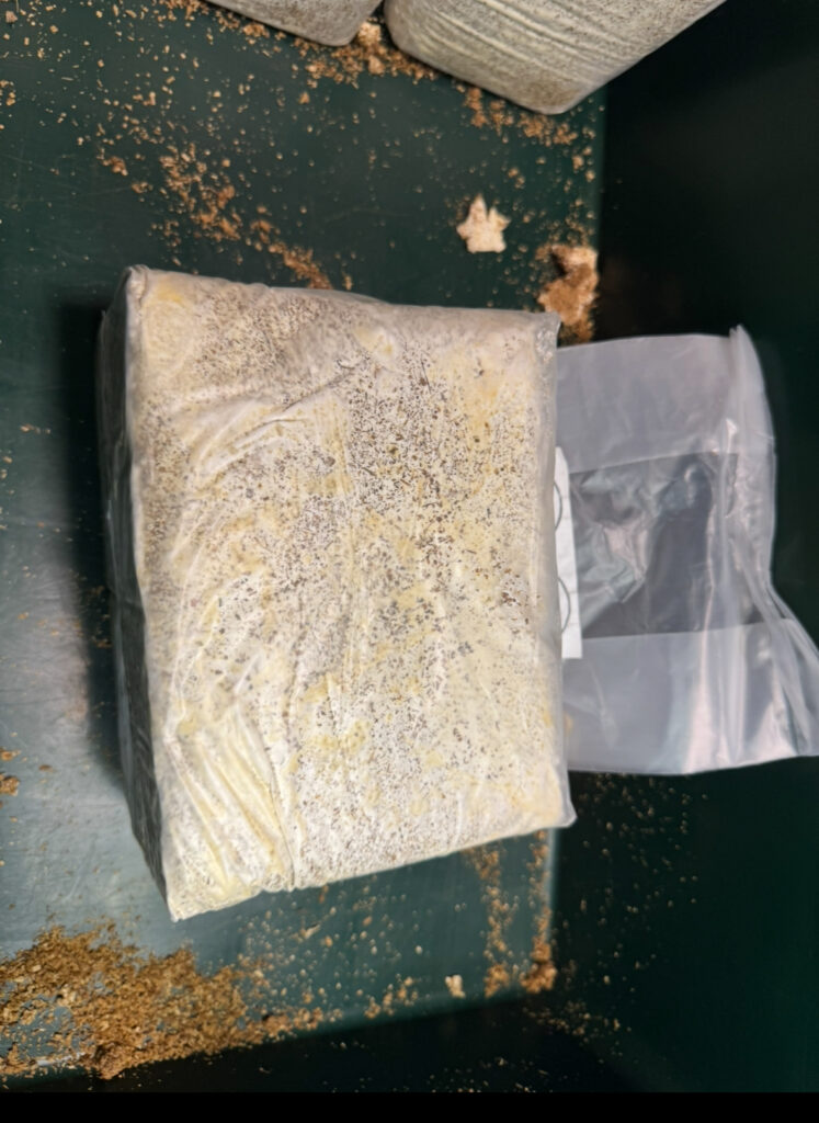 袋に入った菌糸ブロック