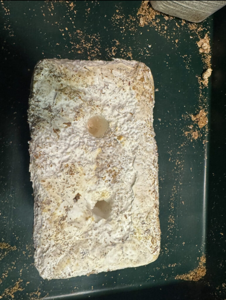 菌糸ブロックの空気穴