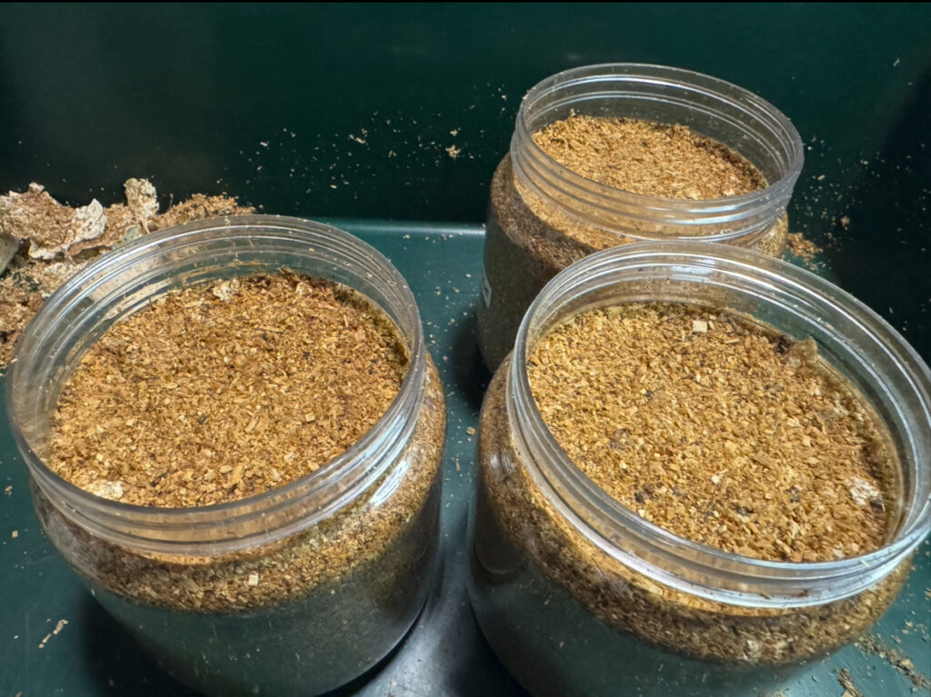 菌糸をつめた菌糸ボトル