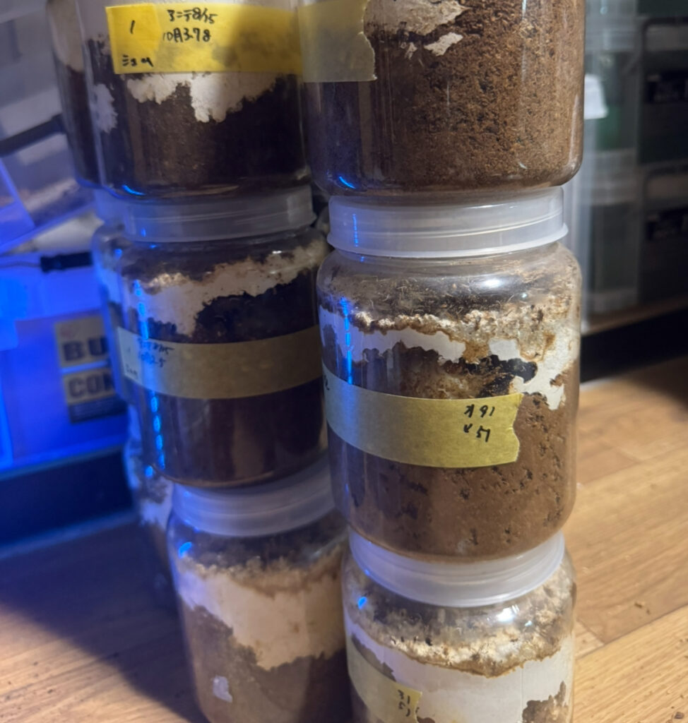 ４ヶ月経った菌糸ボトルに入ったアンテの幼虫