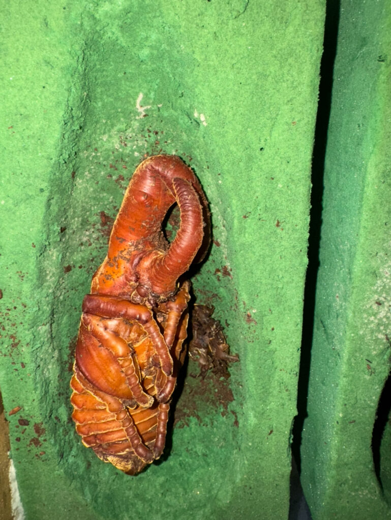 ヘラクレスの角曲がり蛹１