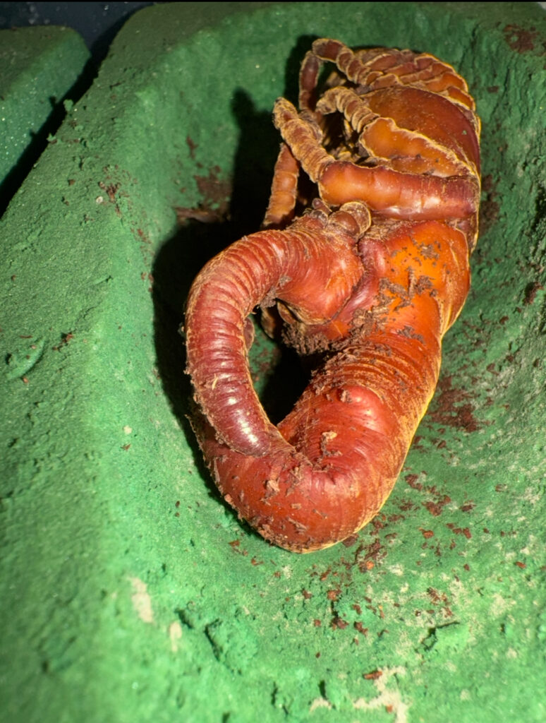 ヘラクレスの角曲がり蛹３